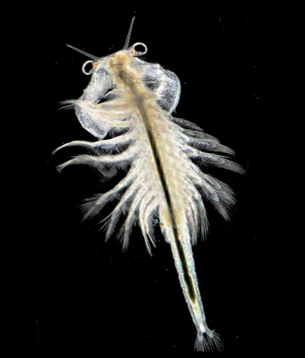 The image provides a high-resolution view of an intricate marine animal with long, feather-like appendages that end with small hooks. The creature appears to have a segmented body, resembling some type of annelid or mollusk. Its natural environment is dark, suggesting a deep-sea habitat. The focus of the photograph is particularly sharp on the animal's appendages and head, giving the viewer detailed insight into its extruded features.