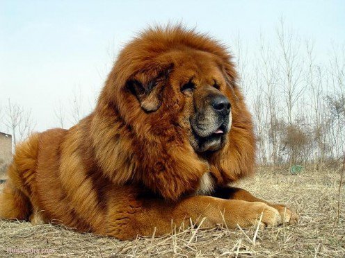Tibetan Mastiff - Page 1 - All Creatures Great & Small - PistonHeads