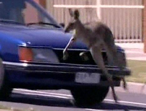 Safer Driving Riding Kangaroo Giving Pistonheads