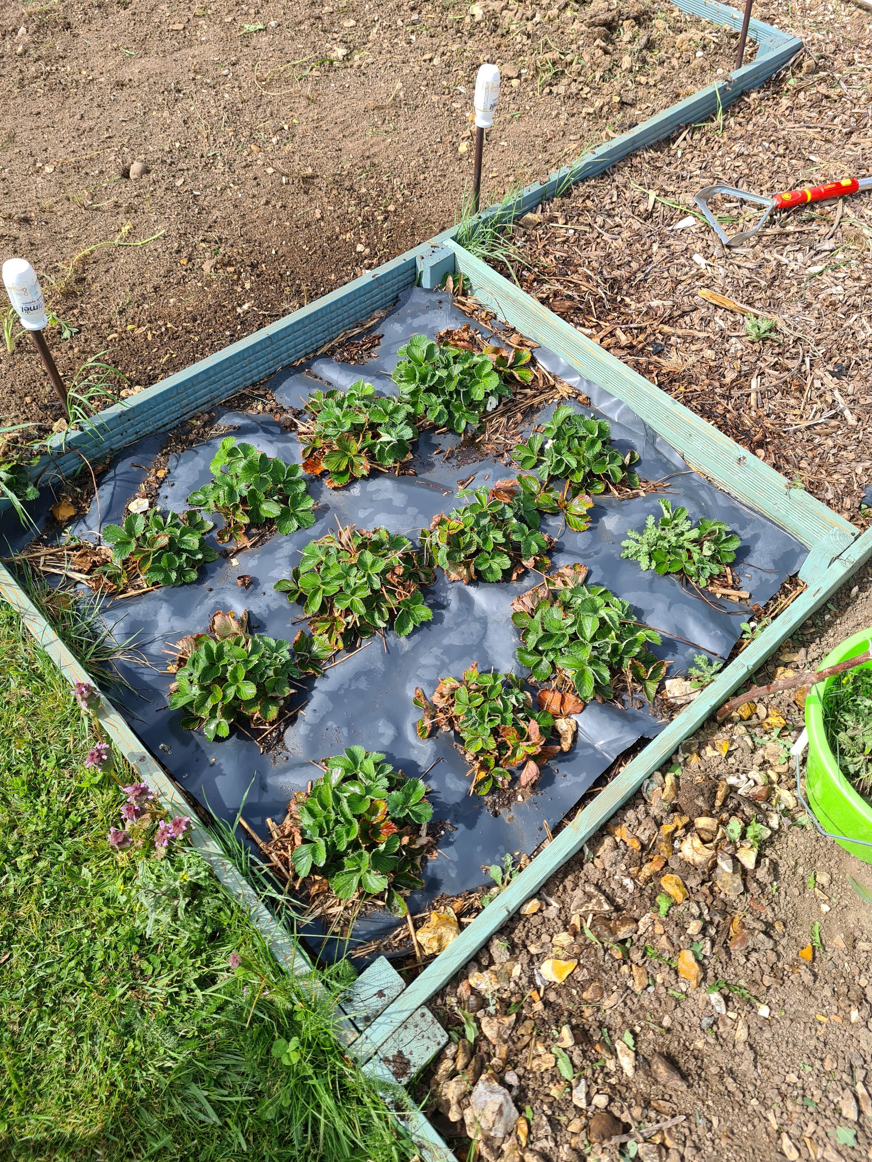 The zombie army COVID-19 Gardening thread. - Page 106 - Homes, Gardens and DIY - PistonHeads UK - The image captures an outdoor garden bed, which is filled with soil and seedlings. A blue tarp is spread over the bed to protect the plants from external factors like weather or pests. The seedlings appear to be young and are arranged in a grid pattern, suggesting they have been carefully planted and maintained.

The garden bed is located in an area with a wooden frame and a fence. The presence of these structures suggests that this might be a small, private garden rather than a larger commercial farm.

In the background, there's a glimpse of what appears to be a home with a visible window, indicating that this garden is likely part of someone's residential property. The overall scene conveys a sense of care and attention given to nurturing these plants from seedlings into healthy, thriving plants.