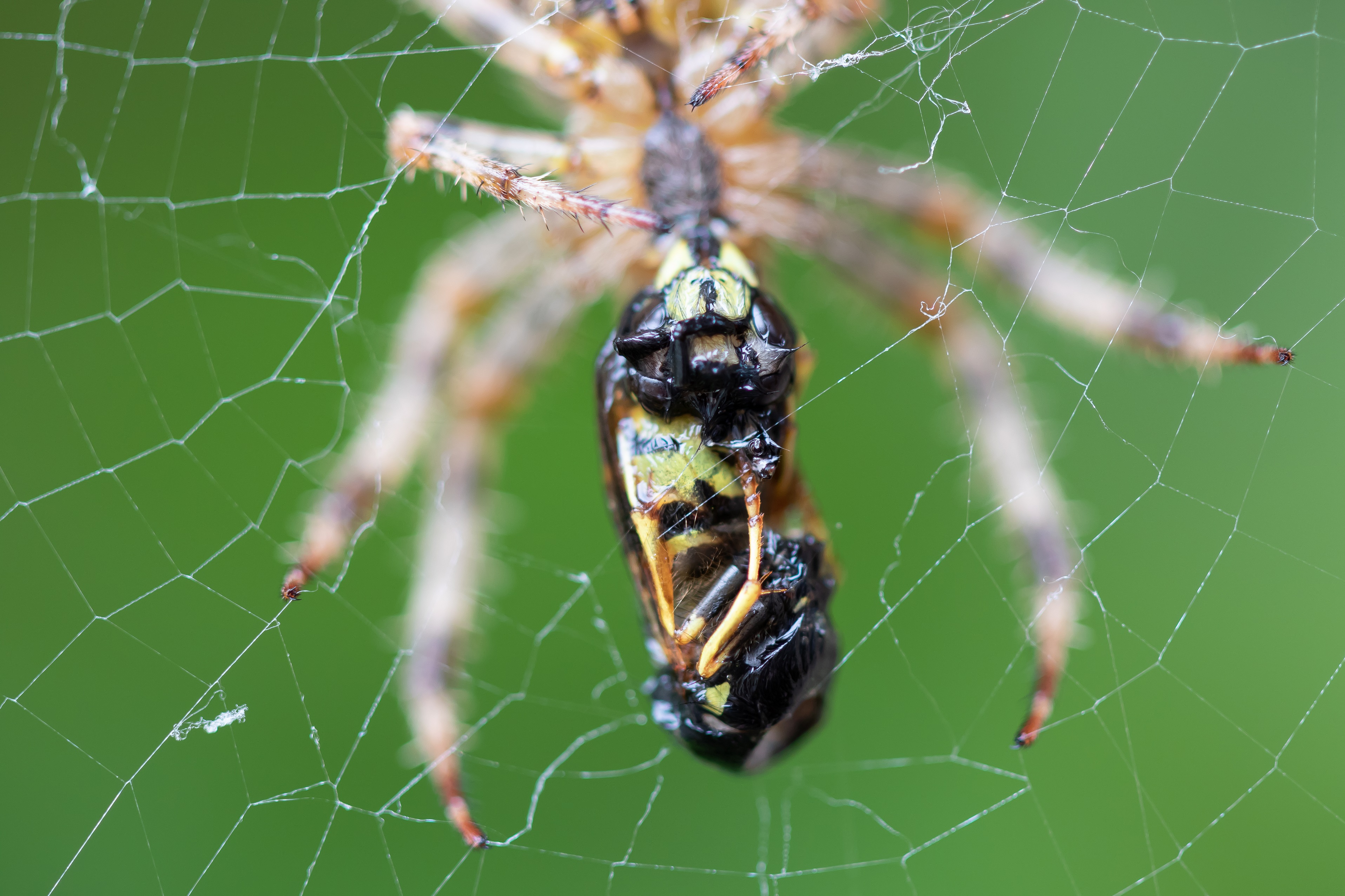 Macro Photo thread - Page 196 - Photography & Video - PistonHeads - The image captures a close-up view of a jumping spider perched on a web. The spider's vibrant colors include brown and yellow, enhanced by some black markings. The spider is suspended above the web, ready to pounce on its next prey, showcasing the remarkable eyesight that these creatures possess. The background is a lush green, suggesting that the spider has taken this position within a tree. The overall composition of the image highlights the spider's natural habitat and its hunting prowess.