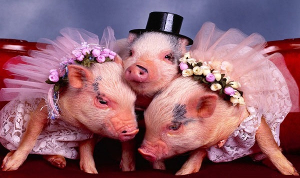 A close up of a stuffed animal on a table - Pistonheads - The image captures three adorable piglets dressed in party clothes, each wearing a flowered headband and a black hat that resembles a top hat. They are sitting together on a red couch, almost as if they are attending a formal event. Their attire and the overall aesthetic of the image give it a whimsical and playful feel. The piglets seem to be enjoying the occasion, adding to the charm of the scene.