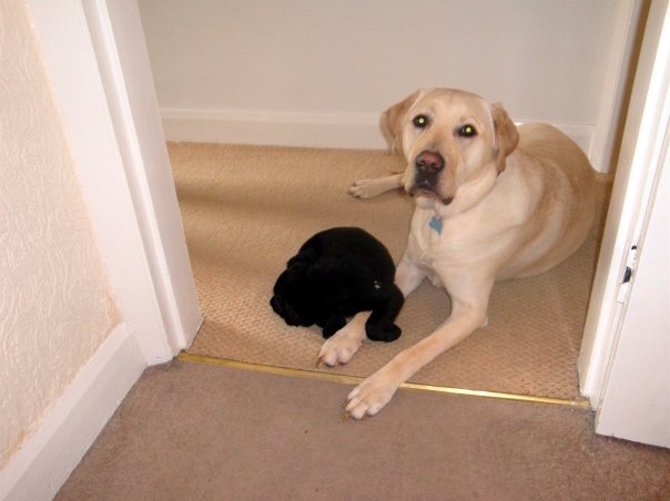 Post your sleeping pets pics - Page 12 - All Creatures Great & Small - PistonHeads - In the center of the image, a light brown Labrador Retriever is lying down on a beige rug. The Labrador is calmly resting, its head propped up on its paws. Next to the dog, a small black teapot is placed. The dog and the teapot are situated on a carpeted floor. The background consists of a white door frame that provides a simple, uncluttered backdrop to the scene.