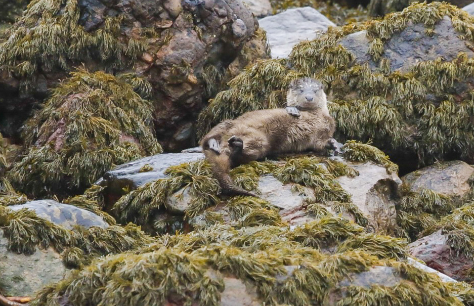 Pistonheads - The image shows a seal resting on a rock amidst what appears to be marine vegetation, possibly seaweed. The seal is lying on its stomach and appears to be looking directly at the camera. It's in a natural environment characterized by rocks and plants commonly found near bodies of water. There are no visible texts or other objects that might provide additional context about the location or situation.