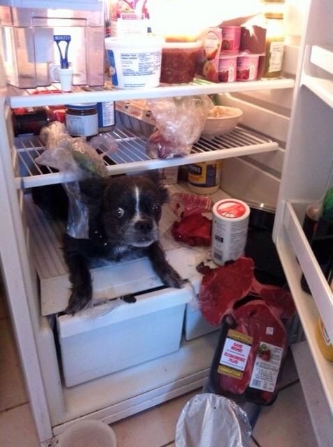 The camera can capture some fantastic moments IV - Page 21 - Photography & Video - PistonHeads - In the image, a curious black and white dog is peeking out from a somewhat disorganized, open refrigerator. The refrigerator is filled with various food items and drinks placed on the shelves. Items such as bottles of soda, jars, and bowls can be seen. The dog seems to be interested in the contents of the fridge, possibly attracted by the smell or appearance of the food. Despite the mayhem of items scrunched into the back of the fridge, the dog's inquisitive gaze adds a touch of humor and innocence to the scene.