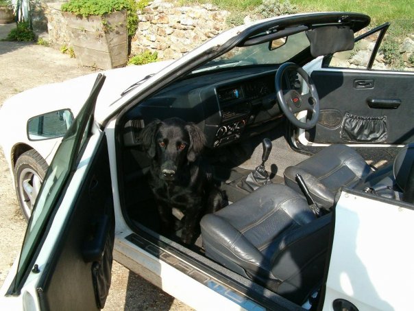 What dog thread: Labrador, retriever or something else? - Page 2 - All Creatures Great & Small - PistonHeads