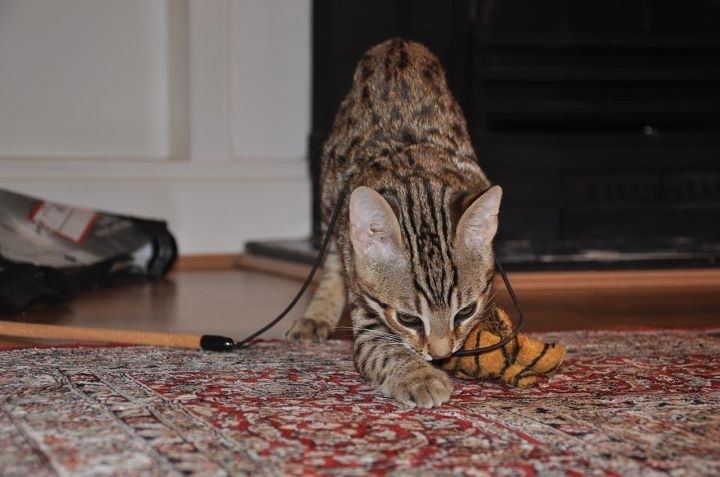 3 Month old Bengal Brothers - Page 1 - All Creatures Great & Small - PistonHeads