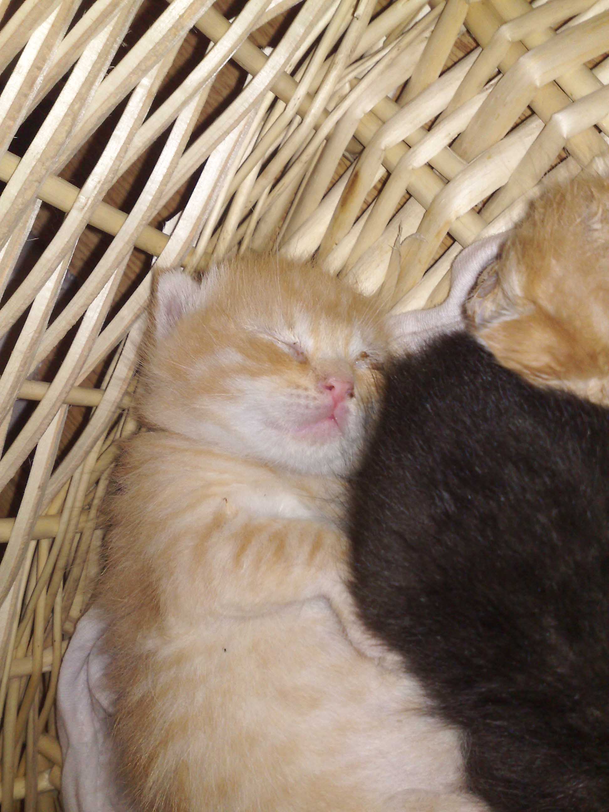 The image shows a peaceful scene with two kittens sleeping together. They are nestled comfortably with one kitten's head resting on the other kitten's back, creating a sense of warmth and tenderness. The kittens appear to be very young, their fur is soft and fluffy, and the colors of their fur seem to be a light cream and a darker shade, possibly black. The kittens are cuddled up in a woven basket, which has a light brown wicker texture and takes up most of the image. The setting gives off a feeling of coziness and contentment.