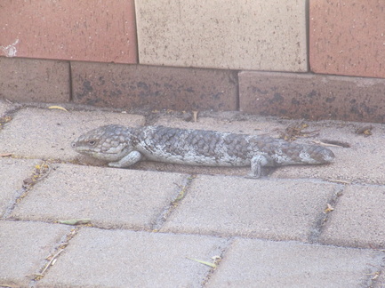 How much of an issue is the wildlife in OZ? - Page 1 - Australia - PistonHeads - The image shows a gray, ornate iguana lying on its side on a tile floor. The lizard is in an outdoor setting, with a section of a brick wall visible to the right in the background. The focus is on the iguana, which appears to be at rest, possibly basking in the sun. The tiles under the iguana have small cracks, suggesting they are closer to the brick wall.