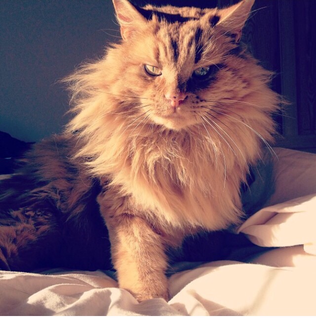 Norwegian Forest Cat - Any advice or experiences? - Page 1 - All Creatures Great & Small - PistonHeads - In this image, a long-haired cat with a striking appearance sits majestically on a bed. Its long fluffy fur, a mix of orange and white, adds to the cat's regal presence. The cat's eyes, full of consequence, are focused directly on the camera, creating a captivating connection with the viewer. The bed on which the cat rests is covered with fair bedding, providing a comfortable setting. The background is relatively nondescript, putting the emphasis on the cat's majestic pose and striking appearance.