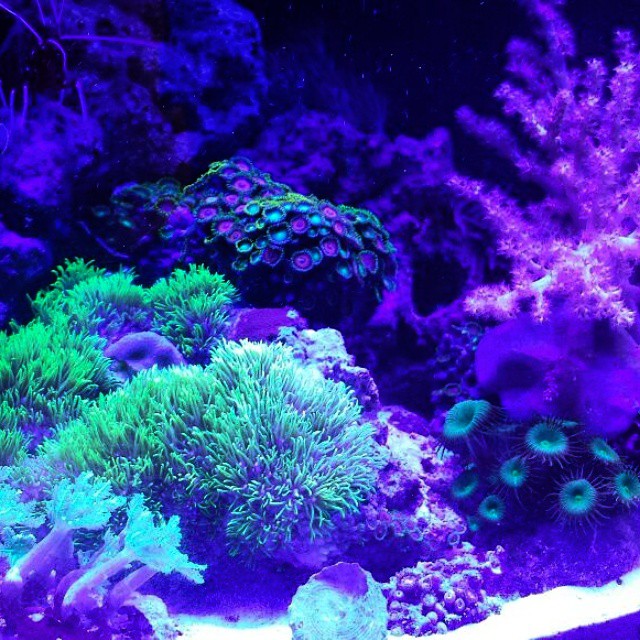 PH Marine Fish Tank Thread - Page 1 - All Creatures Great & Small - PistonHeads