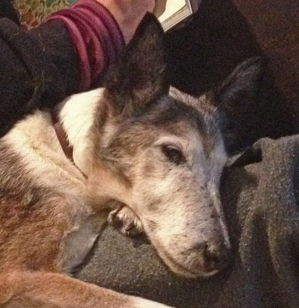 Post photos of your dogs vol2 - Page 299 - All Creatures Great & Small - PistonHeads - The image captures a tender moment of a dog curled up comfortably on the lap of a person. The dog, with its fur in shades of brown and white, is wearing a brown collar and appears to be napping or at least in a dozy state. Its head is resting on its paws, which are spread out, further emphasizing the dog's relaxed posture. The person holding the dog seems to be out of the frame, with only a portion of their arm visible.