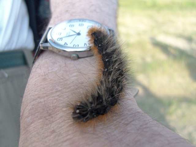 Hairy Grub Identify Pistonheads - The image captures a close-up of a person's hand, resting casually. The main focus is a small caterpillar, composed of shades of brown, resting calmly on the person's wrist. The person is wearing a wristwatch, the face of which is not in the frame. The background is blurry, with hints of a field, indicating an outdoor context. The caterpillar, with its segmented body and paired antennae, appears undisturbed by its surroundings, creating a peaceful coexistence scene.