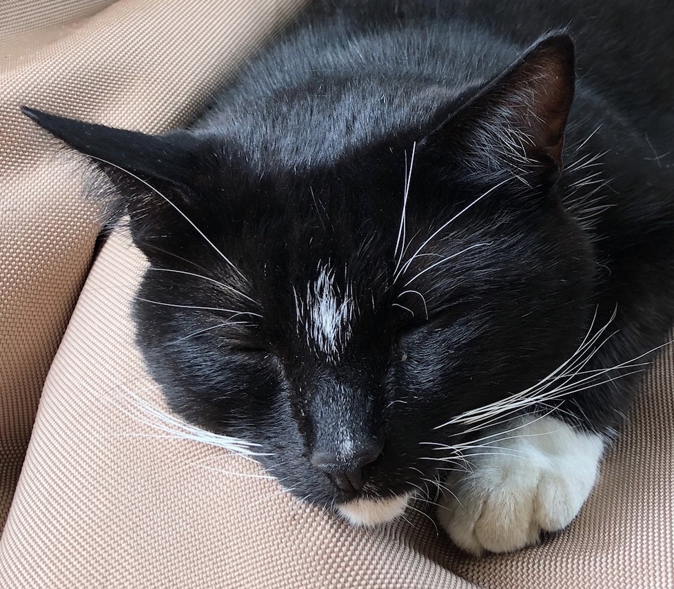 It's Caturday- Post some cats (vol 3) - Page 159 - All Creatures Great & Small - PistonHeads - The image shows a black cat with white markings on its face, resting peacefully on a beige couch. The cat appears to be in a relaxed state of sleep, with its eyes closed and head comfortably positioned on its paws. Its fur is well-groomed, suggesting it's a domestic breed that receives regular care. The couch the cat is sleeping on occupies a large portion of the image, indicating it's likely an indoor setting, possibly in a home environment.