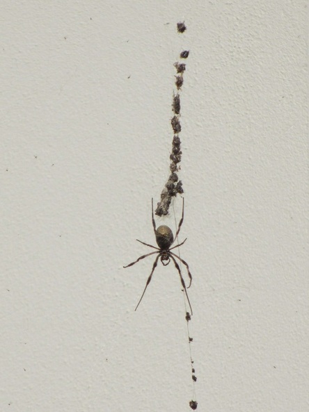 How much of an issue is the wildlife in OZ? - Page 1 - Australia - PistonHeads - This image features a group of spiderheads hanging from a thread against a plain, light background. The spiderheads appear to be of the same type, possibly a species of orb-weaving spiders. The thread, which might be the spider's silk, supports multiple spiderheads, indicating that this photographed section is part of a large orb or network. The spiderheads exhibit a dark silhouette, and some of them show a lighter, likely reflective, underside, a characteristic feature of certain orb-weaving spiders.