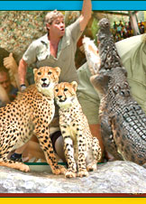 The image is likely a digital creation or playing stills from a video, depicting a scene with people and cheetahs. In the foreground, a person is looking towards the viewer with their hand raised as if speaking or presenting. There are two cheetahs to the forefront, one leaning forward on a rock and the other sitting beside it; they appear to be young. Behind these animals, there are two cheetahs that are larger and more in the background, one of them is on a ledge as if crouched in a neutral or curious posture. There is no plain text overlay on the image. The image has a realistic style with naturalistic colors and lighting.