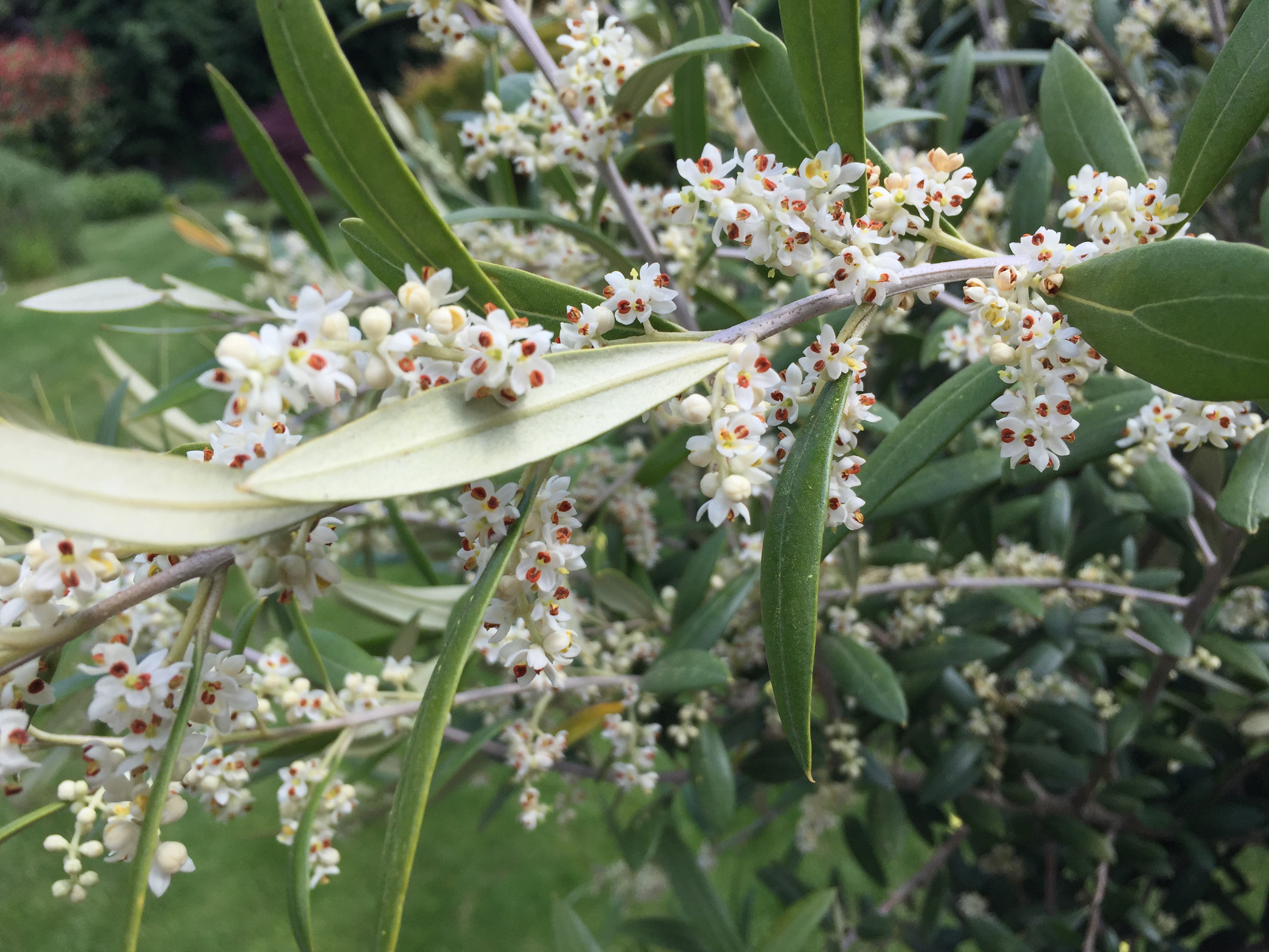 Olive tree flowers - wind or insect pollinated? - Page 1 - Homes, Gardens and DIY - PistonHeads