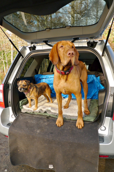 Dog Transport - Page 2 - All Creatures Great & Small - PistonHeads - The image captures a serene moment in nature, featuring a tranquil campsite. A brown dog stands on the roof rack of a silver SUV, its head held high as it gazes into the distance, perhaps sniffing the air for the scent of other campers or wildlife. Next to the elevated dog lies a smaller brown and black dog, comfortable on the soft green bed it shares with the larger dog. A blue tarp can be seen covering the bed, providing a contrasting color against the red bandana around the thick collar of the standing dog. The background is filled with trees, their branches rustling gently in the breeze and adding a sense of tranquility to the scene. The image is a beautiful representation of outdoor adventure and the bonds shared between animals.