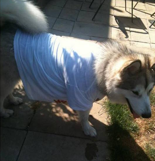 A white and brown dog standing next to a white toilet - Pistonheads - The image shows a husky dog wearing a white t-shirt, standing on a patio. The dog is looking at the camera with its tongue out, giving the impression that it's panting. The backyard setting includes grass and pavement, and there's a table with a metal frame visible in the background. The floor of the patio is made of jointed concrete blocks.