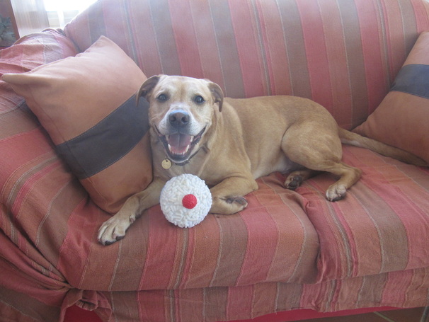 Sending your dog over to Australia - Page 1 - Australia - PistonHeads - The image depicts a happy dog lounging on a striped couch. The dog is in the center of the frame, looking directly at the camera with a joyful expression. It's wearing a dog collar with a heart-shaped charm and is holding a small, stuffed cupcake in its paws. The couch has a blanket-like throw that matches the dog's coat, and there's a striped pillow on the left side. The lighting in the room suggests it could be in the afternoon or early evening.