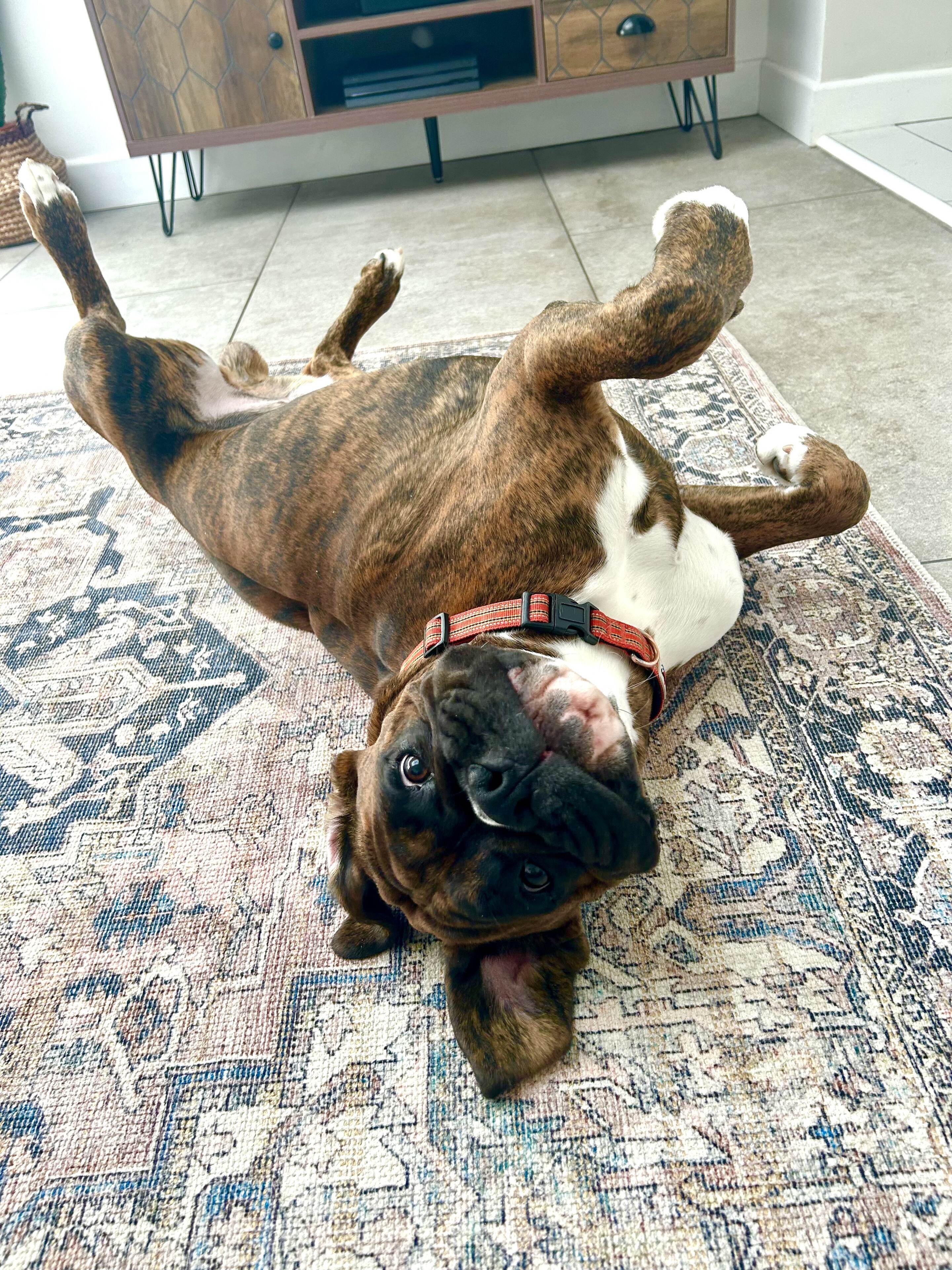 Pistonheads - The image shows a dog lying on its back in the center of a rug with its paws extended. The dog has a large, floppy ear and is wearing a red collar with tags. It appears to be relaxed or perhaps playful, with its head turned towards the camera. In the background, there's a living room setting with furniture partially visible, including a chair and a couch. There's no text on the image.