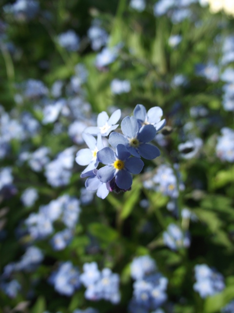 A vase of flowers is sitting on the ground - Pistonheads - The image shows a cluster of blue forget-me-not flowers in full bloom, set against the background of green foliage. The flowers are slightly blurred, suggesting a shallow depth of field in the photograph. The colors in the photo are vibrant, with the blue of the flowers standing out against the green leaves. The overall effect is a close-up nature shot, focusing on the beauty of the flowers.