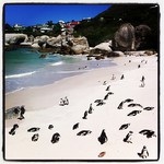 One of the most polite places I have driven - South Africahe - Page 1 - Advanced Driving - PistonHeads - The image shows a sandy beach with a rocky shoreline adjacent to ocean waves. At the edge of the water, a number of animals, possibly seals, are visible among the sand. The sun is shining brightly, indicating it's daytime. The image appears to be modified with a vintage photo effect, giving it a faded and aged appearance.