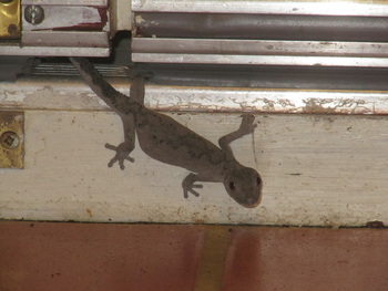 How much of an issue is the wildlife in OZ? - Page 1 - Australia - PistonHeads - The image features a lizard that appears to be caught in a precarious situation, holding onto the edge of what seems to be a metal gutter. The lizard's tail suggests it might have fallen off and is in the process of straightening before making its way back. Its position on a crevice between wall and gutter indicates that it's jumping between surfaces, possibly to escape from a predator or to reach a safe location.