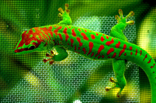 Any Gecko keepers here? - Page 1 - All Creatures Great & Small - PistonHeads - The image captures a vibrant scene centered around a large, multicolored lizard. This lizard, with its red and green scales, is holding onto a screen appears clear until the edges where its body is visible. It seems to be on the hunt, adopting a strikingly alert posture, with its tongue extended as if its mouth is open. The background is blurred, hinting at a jungle-like environment. The focus of the image is on the lizard, making it the star of this captivating snapshot.