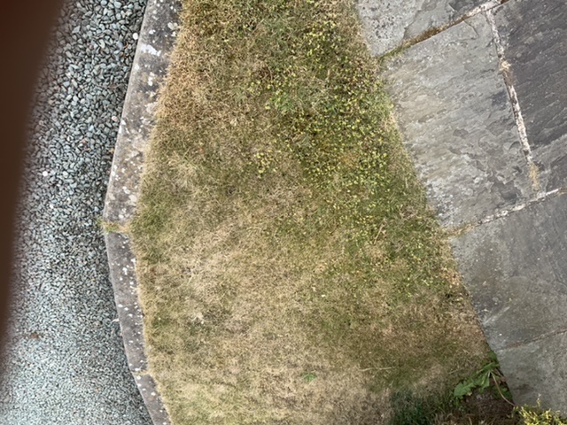 Please help save my lawn? - Page 1 - Homes, Gardens and DIY - PistonHeads