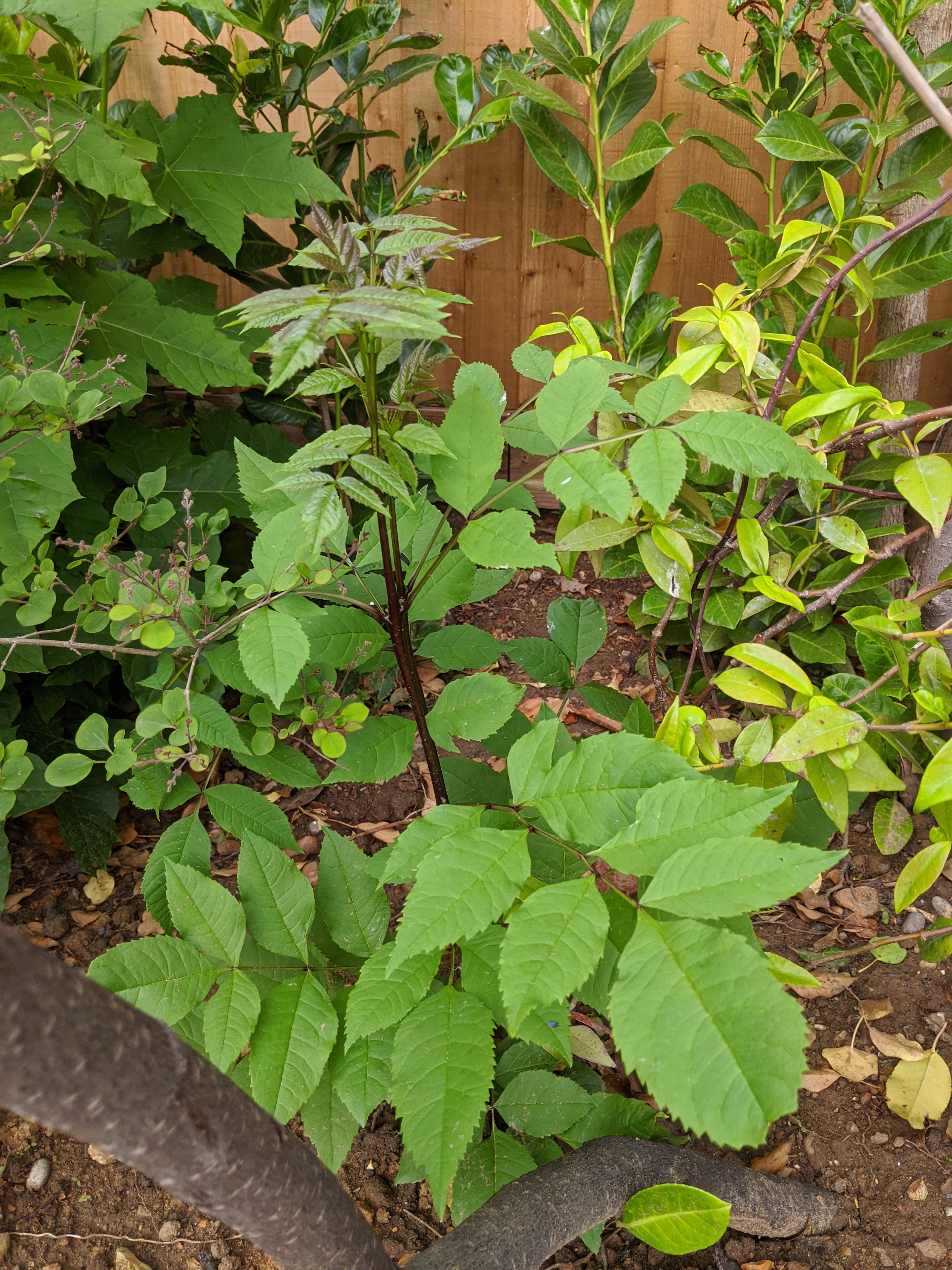 Help identifying 2 plants.  - Page 1 - Homes, Gardens and DIY - PistonHeads