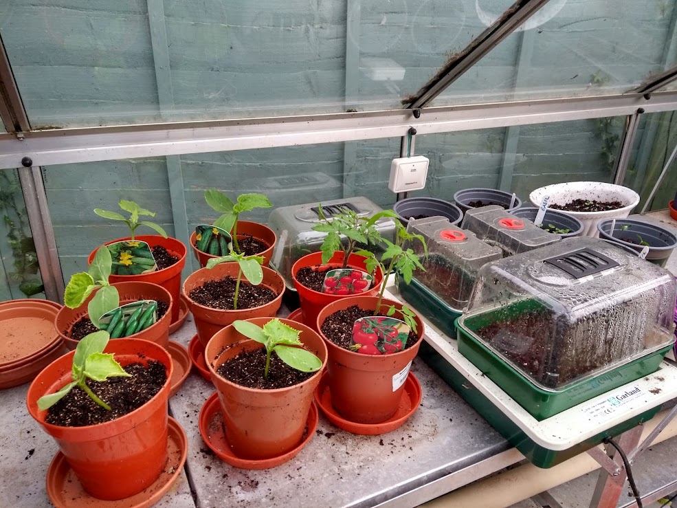 Pistonheads - The image shows a greenhouse filled with potted plants. There are various plants and flowers, each in its own pot. In the foreground, there's an array of small plants, while larger plants can be seen in the background. The greenhouse has a clear glass or plastic structure allowing light to enter. The ground within the greenhouse is visible and seems to have some water stains on it. There is no text present in the image.