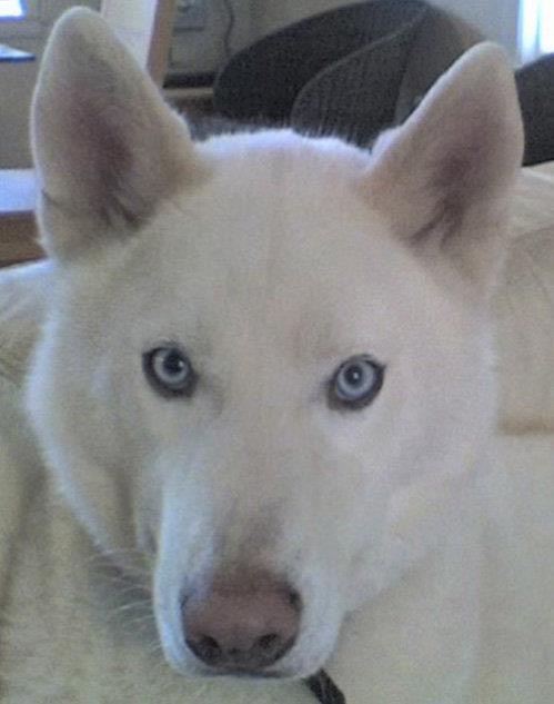 The image features a white dog with striking blue eyes, which gives it an unusually human-like gaze. The dog has a white coat with some attributes of a wolf or husky breed, such as the shape of its ears and muzzle. The dog appears to be indoors with a blurred background that includes furniture, possibly a carpeted room. The dog is looking directly at the camera, making its sky blue eyes the central focus of the image.