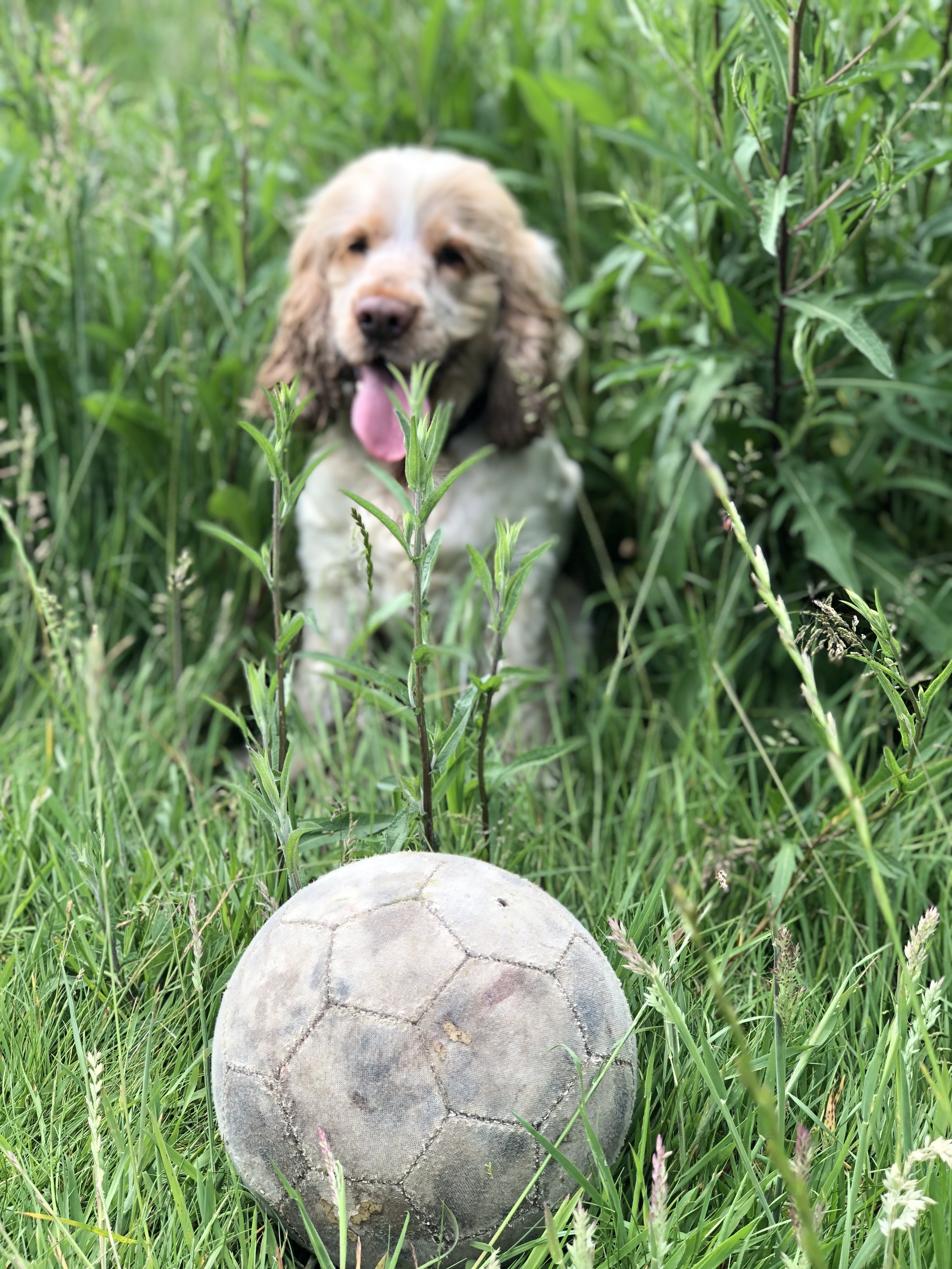 Post photos of your dogs (Vol 5) - Page 88 - All Creatures Great & Small - PistonHeads UK - The image is a close-up photograph capturing an adorable moment. A brown dog with white paws and a black patch over one eye stands in the grass, its mouth open as if panting or waiting for a treat. To the left of the frame, a soccer ball rests on the ground, suggesting playful activities. The dog is positioned slightly to the right of the center of the image, while the soccer ball is more towards the left. In the bottom right corner of the photo, there's a small patch of grass that provides a natural green backdrop for this charming scene.