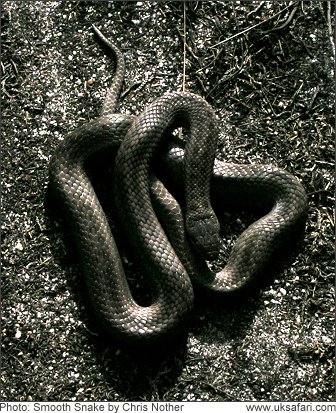 Snake, or slow worm? - Page 1 - All Creatures Great & Small - PistonHeads - The image shows a snake coiled on a textured surface. The snake exhibits a glossy sheen and has a smooth skin pattern. Its tail curls near its head, creating a circular formation. The background is monochromatic and lacks detail, which puts the focus entirely on the snake.