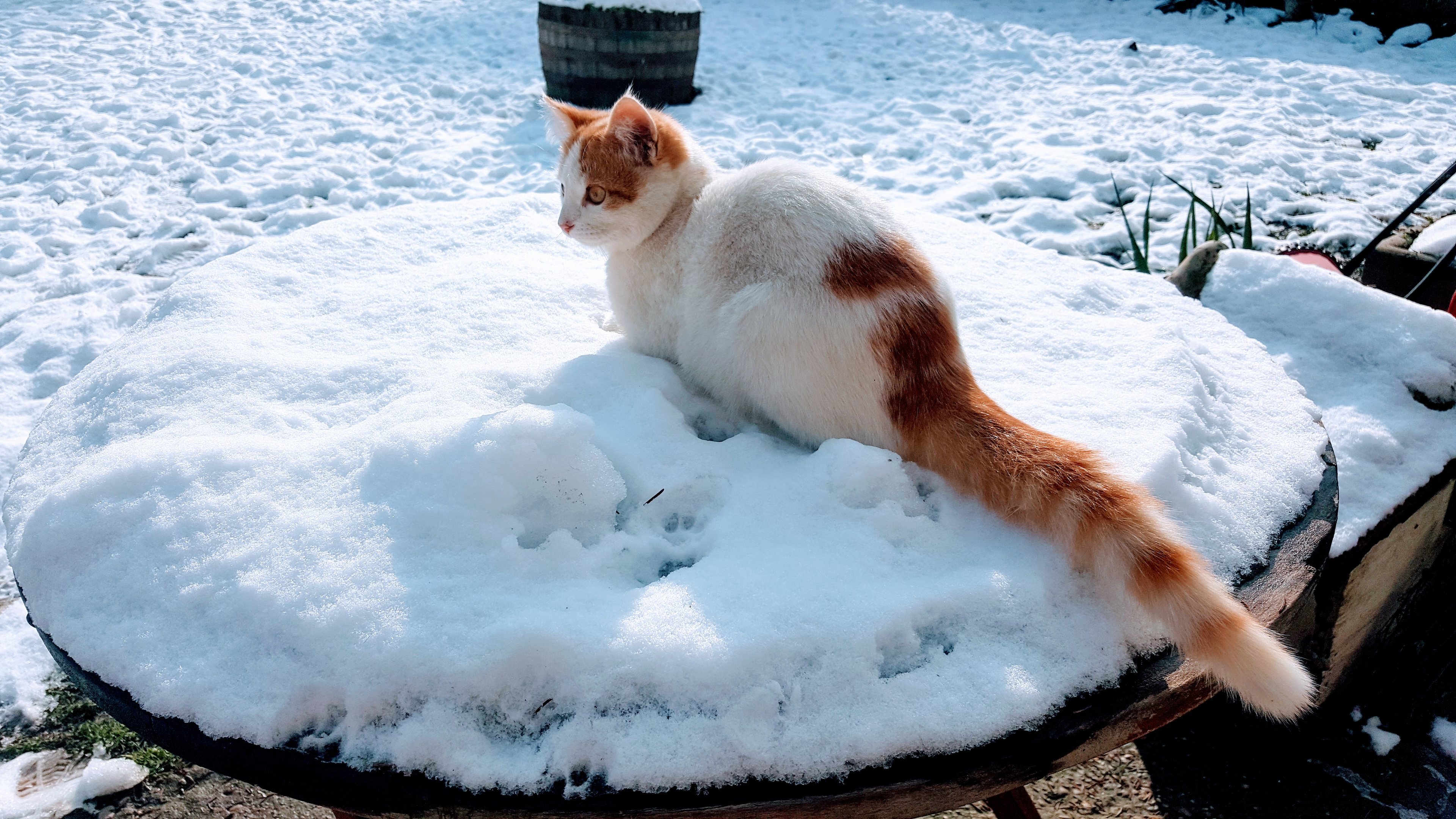 It's Caturday- Post some cats (vol 3) - Page 260 - All Creatures Great & Small - PistonHeads UK - The image shows an orange tabby cat sitting on a table. The table, which appears to be made of wood, is covered with snow and is placed outdoors. The ground around the table is also covered with fresh snow, suggesting a winter setting. The cat seems to be at rest, looking towards something off-frame. In the background, there are other objects including what looks like a trash can and some outdoor furniture. There's no text present in the image.