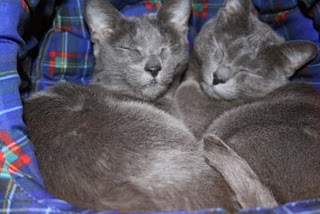 Grey Cute Cats Sleeping