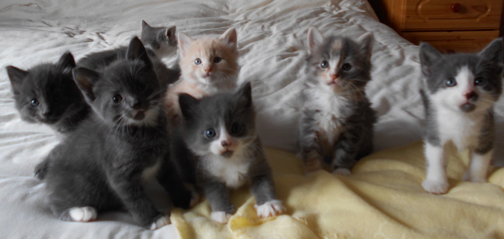 - Page 441 - All Creatures Great & Small - PistonHeads - The image shows a group of six kittens on a bed. They appear to be black with some white markings, and they are sitting close to each other. The kittens have different poses and gazes, with some looking alert and others looking slightly away, like off into the distance. The bed has a plain pattern, and part of a dresser can be seen in the background. The overall mood of the image is warm and cozy, with the kittens seeming relaxed and comfortable in their surroundings.