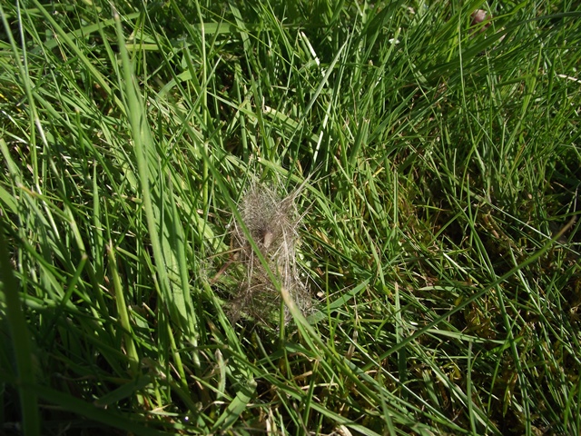 Back garden Badger shocker !! - Page 1 - All Creatures Great & Small - PistonHeads - The image captures a close-up view of a field blanketed with vibrant green grass. Amidst the lush sea of grass, a few scattered dandelions have sprouted, their small heads reaching towards the sky. The dandelions are situated in the center of the image, providing a contrasting focus amidst the green backdrop. The grass exhibits a slightly dry texture, suggesting it may have been through a recent cycle of flowering and seeding. The overall scene conveys the serene beauty of a natural landscape, where life quietly unfolds.