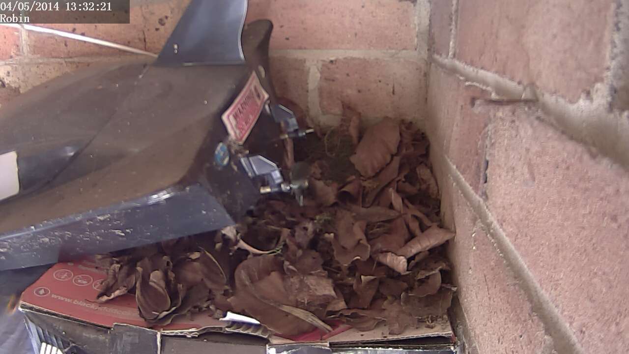 Robins nest in my garage. - Page 2 - All Creatures Great & Small - PistonHeads