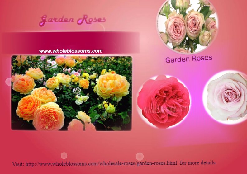 A collage of photos with different types of food - Garden Rose Wedding Roses Wholesale Bulk Flowers