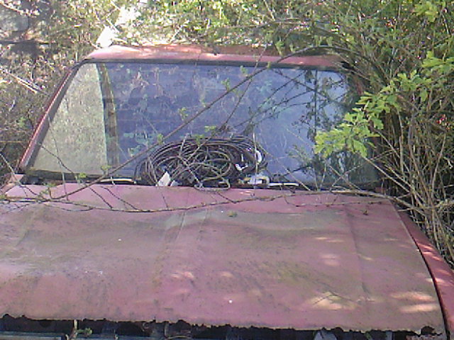 Classics left to die/rotting pics - Page 380 - Classic Cars and Yesterday's Heroes - PistonHeads - The image depicts an abandoned red vehicle, likely a car or truck, with a dented, peeling hood. The interior of the windshield is visible, with several dead vines or branches laden with berries covering the top of the vehicle, partially obscuring the rear window. The foliage in the surroundings suggests a forest or natural environment with many green leaves indicative of a lush environment. The rust and wear on the vehicle indicate it has been unused and exposed to the elements for some time. A black substance that could be tires or debris is atop the vehicle, further adding to its abandoned state.