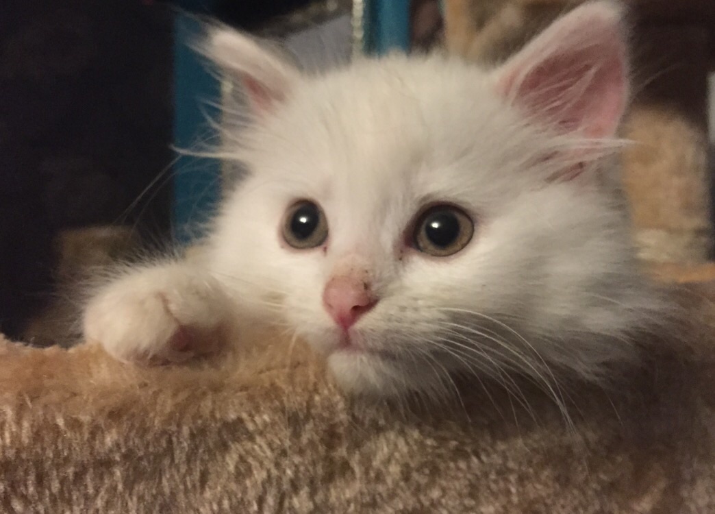 It's Caturday- Post some cats (vol 3) - Page 59 - All Creatures Great & Small - PistonHeads - The image captures a white cat with striking blue eyes, comfortably resting on a brown cushion. Its fluffy fur and alert gaze add to its charm. The cat's position suggests a relaxed and content state. Its location appears to be a domestic setting, possibly on a table or a chair. The blue cushion provides a contrast to the white fur and adds a touch of home comforts.