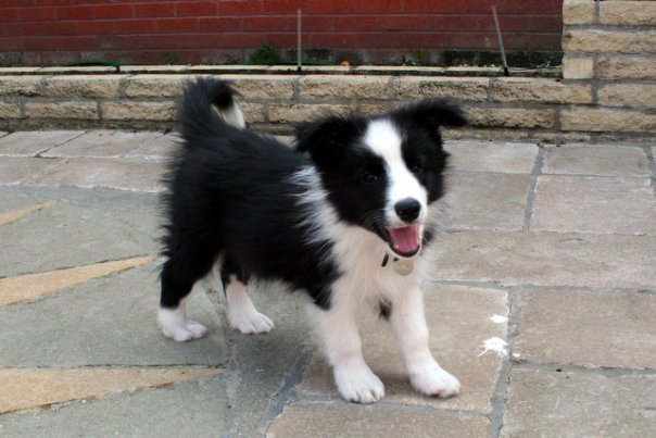 Border Collie Breeders Pistonheads