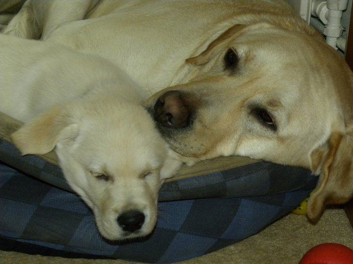 Post your sleeping pets pics - Page 12 - All Creatures Great & Small - PistonHeads - The image shows a warm-toned, light-colored dog resting peacefully with its brown eyes gently closed. The dog's nose appears distinctly dark, contrasting with its overall light coloration. Directly next to the dog, there's a small, cream-colored puppy that looks to be in a similar state of relaxation. Both animals seem to be at ease on a bed with a blue and black plaid blanket. The scene is serene and conveys a sense of tranquility.