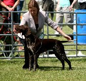 £10,000 REWARD - FIND ANGEL !! - Page 1 - All Creatures Great & Small - PistonHeads - The image captures a moment at a dog competition where a woman is tending to a dog. She appears to be a participant, dressed in a grey blazer and dark pants, bending forward towards the dark-colored dog. The dog is wearing a white harness and has its head raised, possibly in response to the woman's actions. The setting is outdoors, with a grassy field in the background and a metal fence partially visible on the side. The focus of the image is on the interaction between the woman and the dog, emphasizing the cooperative nature of the event.