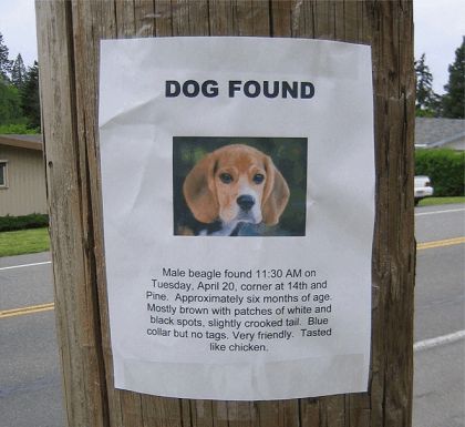 Dog recommendation - Page 2 - The Lounge - PistonHeads - The image shows a white poster attached to a wooden utility pole. The poster is small, possibly on a street. It features a photograph of a male beagle with black spots, standing on a patch of grass. The text on the poster reads: "DOG FOUND 11:30 AM on Tuesday, April 20, corner at 14th and Pine. Approximately six months of age. Mostly brown with black spots, slightly crocked tail, blue collar but no tags. Very friendly. Tasted like chicken." There is a second line of text that states, "like chicken."