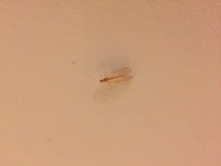 Pistonheads - The image features a delicate cicada positioned on a white surface. The insect is captured in a still state, seemingly resting or perhaps contemplating its next movement. The cicada's wings are closed, hinting at its current stationary status. The background is a simple, unadorned white wall which puts the focus entirely on the cicada. The image is a clear, close-up shot, providing a detailed and vivid view of this insect's unique features and patterned exoskeleton.