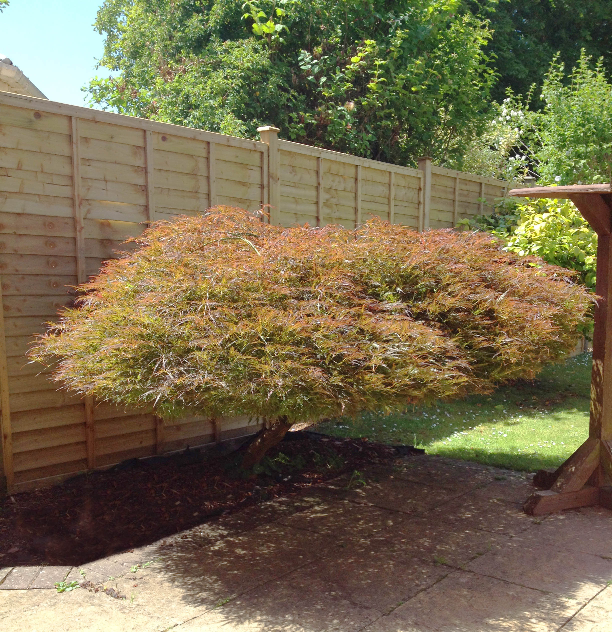 What can I do with this tree? - Page 1 - Homes, Gardens and DIY - PistonHeads