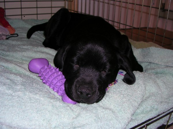 Post your sleeping pets pics - Page 3 - All Creatures Great & Small - PistonHeads - The image captures a tranquil scene of a black dog lying on a soft bed with folded blankets. The dog, with a regal coat of black, is peacefully sleeping. Its head is gently resting on a purple object that has a textured surface, resembling a toy. Next to the dog, there's a stuffed animal, perhaps a companion in the dog's dreams. The environment is cozy, with the dog occupying a significant portion of the image, creating a warm and peaceful atmosphere.